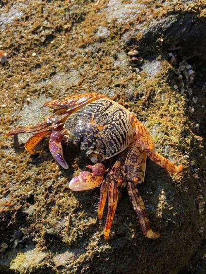 Picture 3 for Activity Johor: Desaru Beach Life and Tidepool Discovery