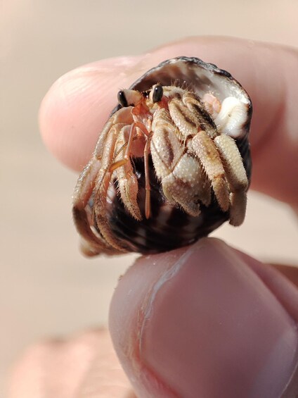 Picture 1 for Activity Johor: Desaru Beach Life and Tidepool Discovery