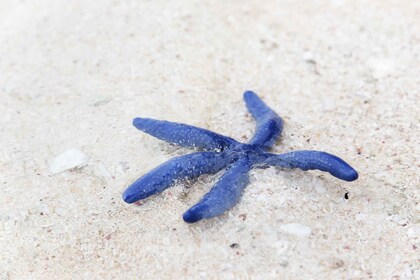 Johor: Geführte Tour durch die Tierwelt und Lebensräume am Desaru Beach