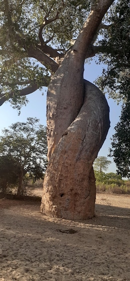 The west beauty of Madagascar: Tsingy and Baobab trees