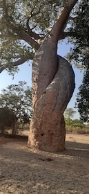 The west beauty of Madagascar: Tsingy and Baobab trees