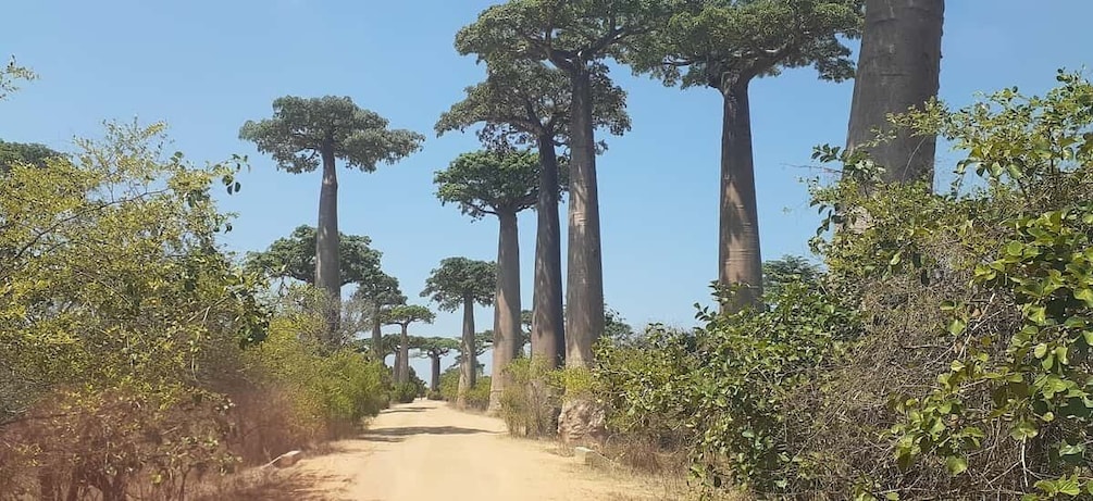 Picture 1 for Activity The west beauty of Madagascar: Tsingy and Baobab trees