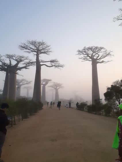 Picture 3 for Activity The west beauty of Madagascar: Tsingy and Baobab trees