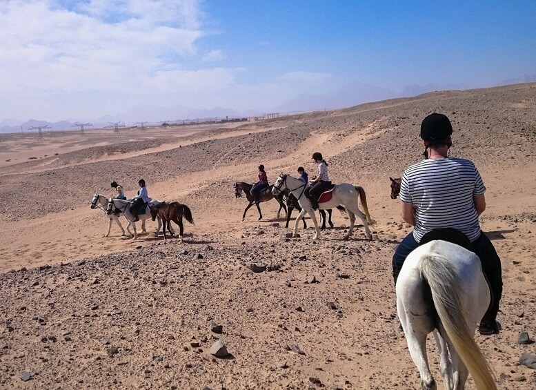 Picture 4 for Activity El Gouna: Desert & Sea Horse Riding With Swimming Optional