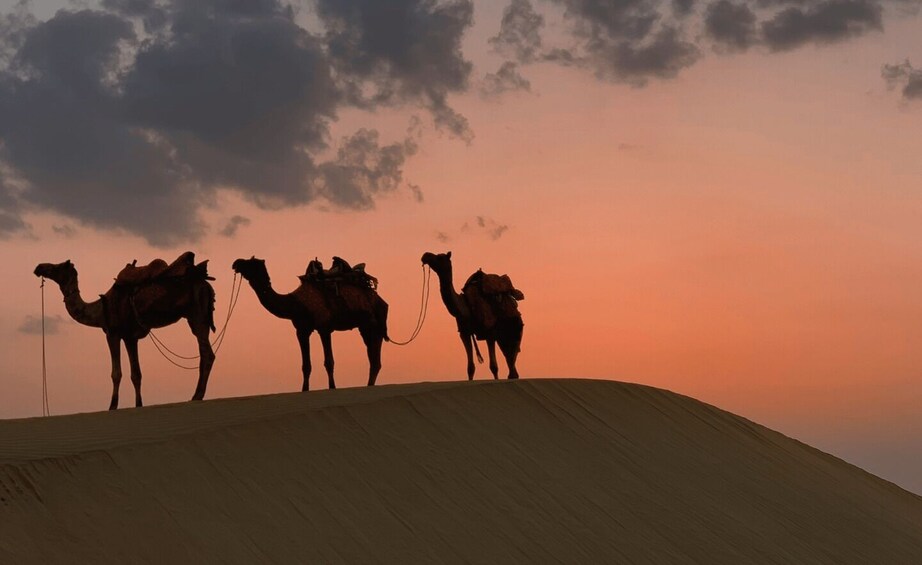 Picture 9 for Activity Doha: Sunset Safari, Dune Bashing, Sandboarding & Camel Ride