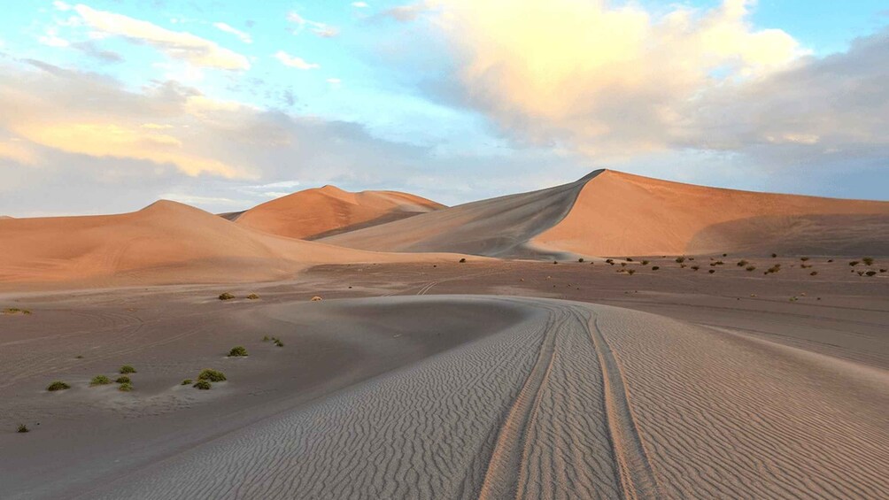 Picture 3 for Activity Doha: Sunset Safari, Dune Bashing, Sand Board and Camel Ride