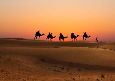 Safari al atardecer en Doha: paseo por las dunas, sandboard y paseo en came...