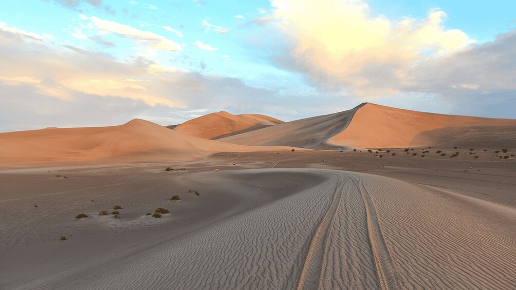 Picture 8 for Activity Doha Sunset Safari: Dune Bashing, Sandboarding & Camel Ride