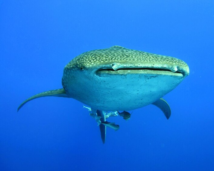 Picture 7 for Activity Oslob Whaleshark & Kawasan Falls Tour