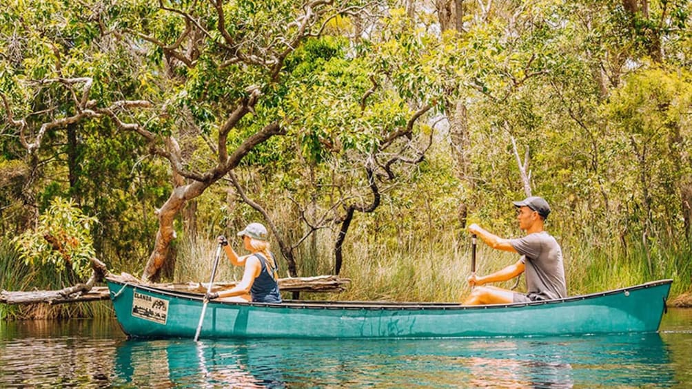 Picture 1 for Activity Noosa: Everglades Explorer Cruise with Optional Canoeing