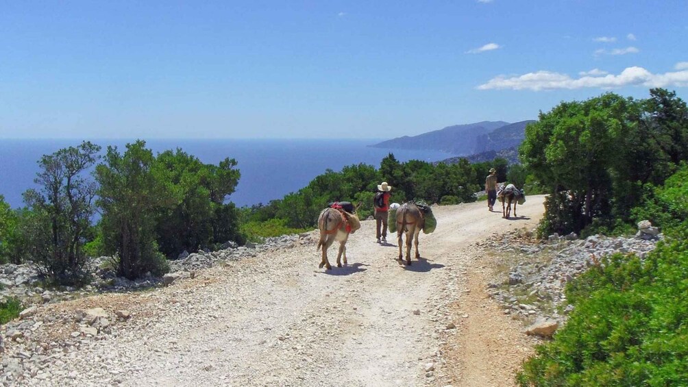 Picture 6 for Activity Orosei Gulf: 3 days trekking with donkeys