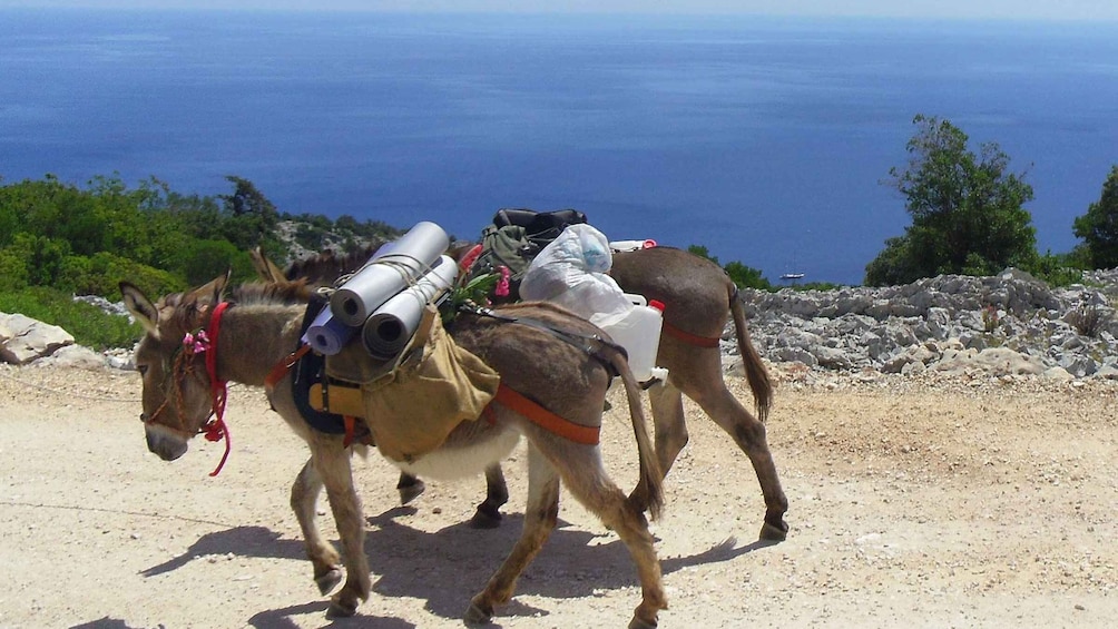 Picture 2 for Activity Orosei Gulf: 3 days trekking with donkeys