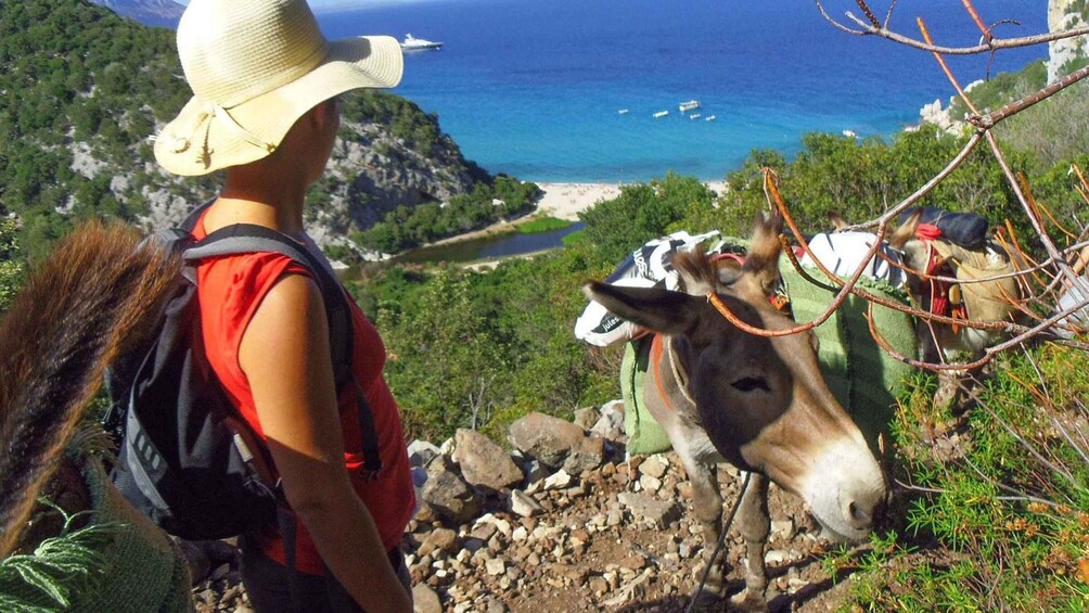 Picture 4 for Activity Orosei Gulf: 3 days trekking with donkeys