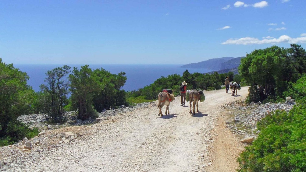 Picture 6 for Activity Orosei Gulf: 3 days trekking with donkeys