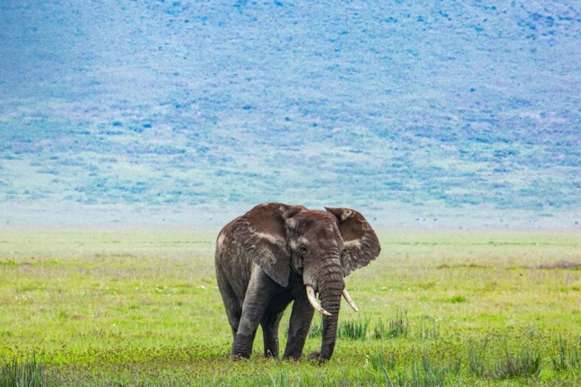 Picture 3 for Activity From Arusha: 7-Day Big 5 Safari with Accommodation