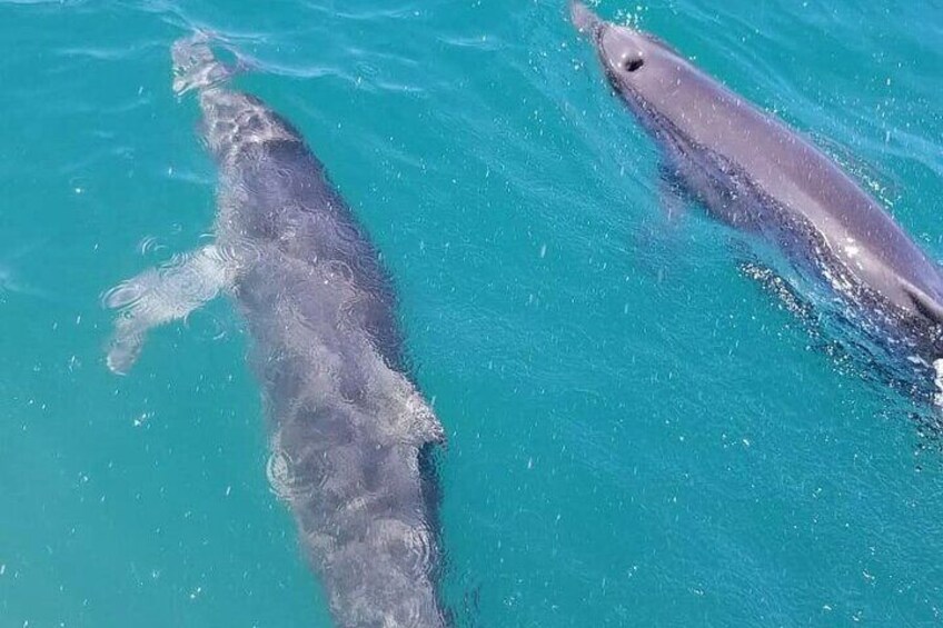  Bottle Nose Dolphins