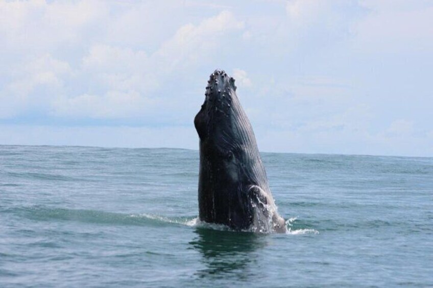 Combo Tour Marino Ballena National Park