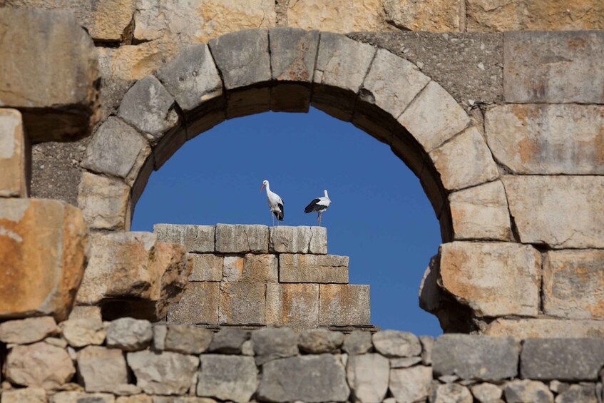 Picture 2 for Activity From Fes: Volubilis, Moulay Idriss and Meknes Full-Day Trip