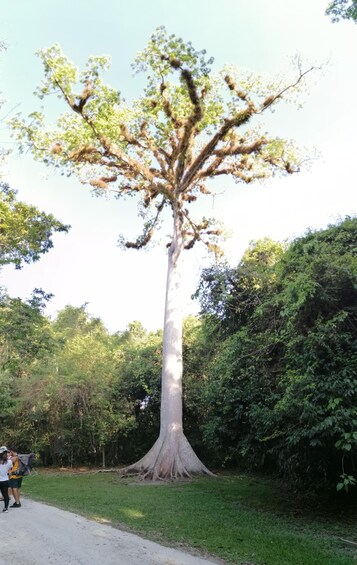 Picture 5 for Activity Tikal From Flores: With Transportation Lunch and Local Guide