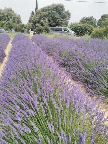 Picture 5 for Activity Aix-en-Provence: Medieval Village Art and Vineyards