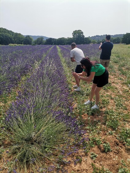 Picture 12 for Activity Aix-en-Provence: Medieval Village Art and Vineyards