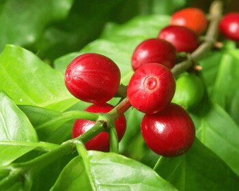 Los Haitises: Cacao & Coffee Rainforest Hike/Boat Tour