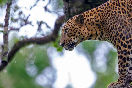 Puerto de Hambantota: Safari en 4x4 por la vida salvaje del Parque Nacional...