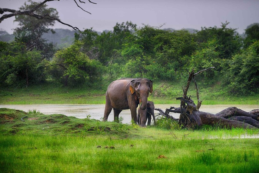 Picture 2 for Activity Hambantota Port: Yala National Park Wildlife Safari in a 4x4