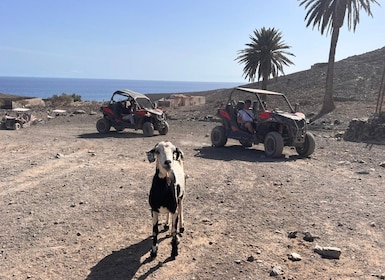 Fuerteventura : Buggy tour in the south of the island