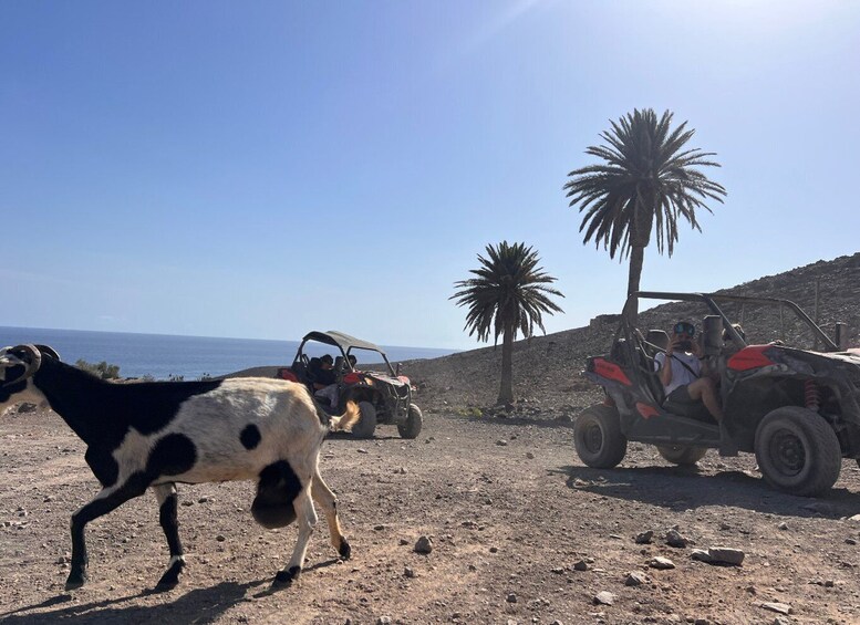 Picture 8 for Activity Fuerteventura : Buggy tour in the south of the island