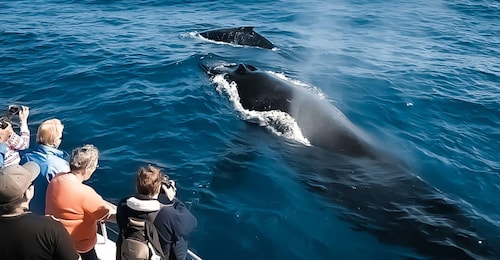 Kalaoa: Big Island & Kona Midday Whale Watching Tour