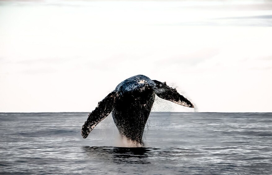 Picture 3 for Activity Kona: Kalaoa Midday Whale Watching Tour