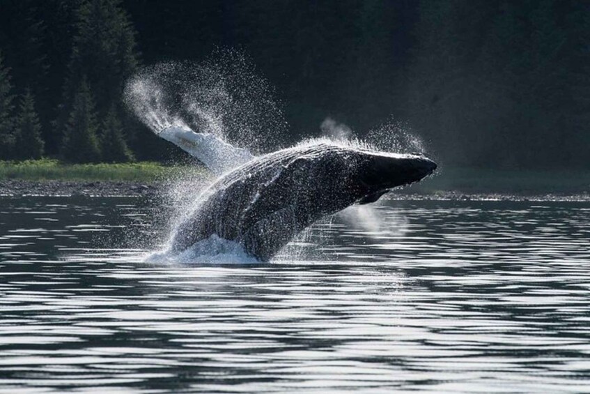 Picture 4 for Activity Hoonah: Whale Watching Cruise