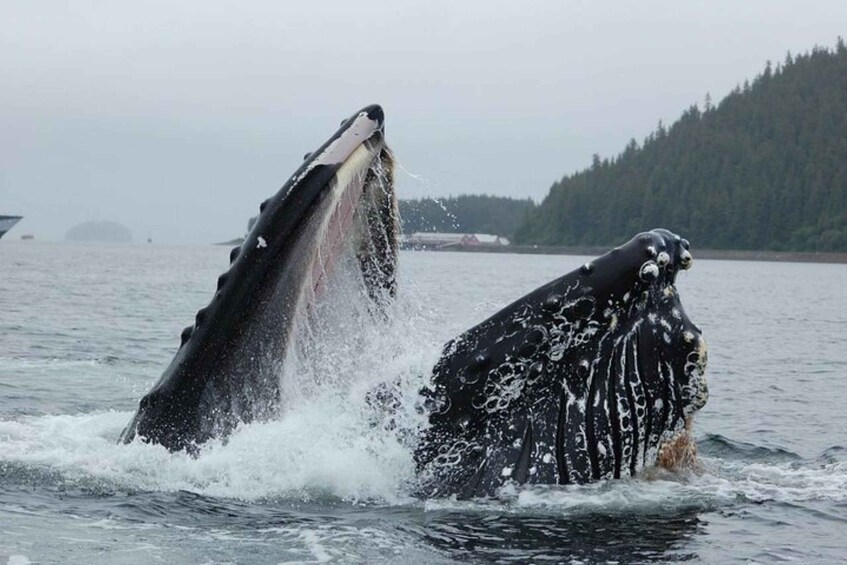 Hoonah: Whale Watching Cruise