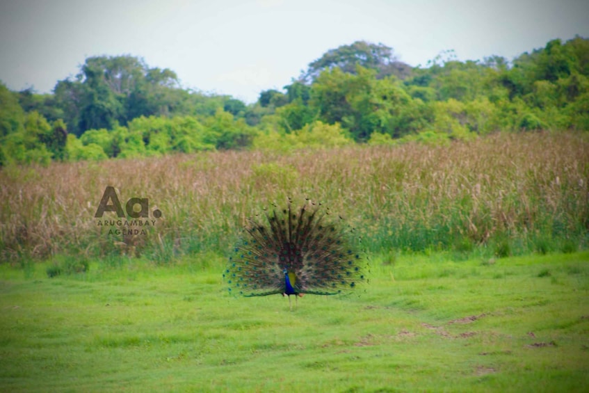 Picture 6 for Activity Half-Day Wild Safari in Kumana National Park