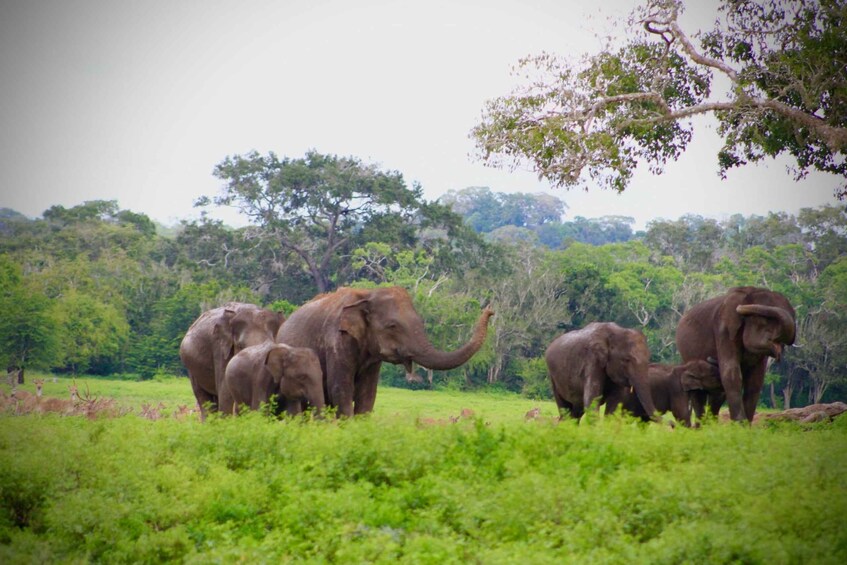 Picture 1 for Activity Half-Day Wild Safari in Kumana National Park