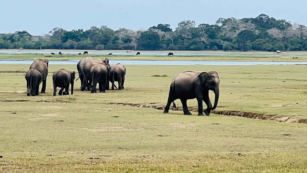 Picture 7 for Activity Kumana National Park : Private Half-Day Jeep Safari