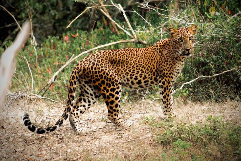 Kumana National Park : Private Half-Day Jeep Safari