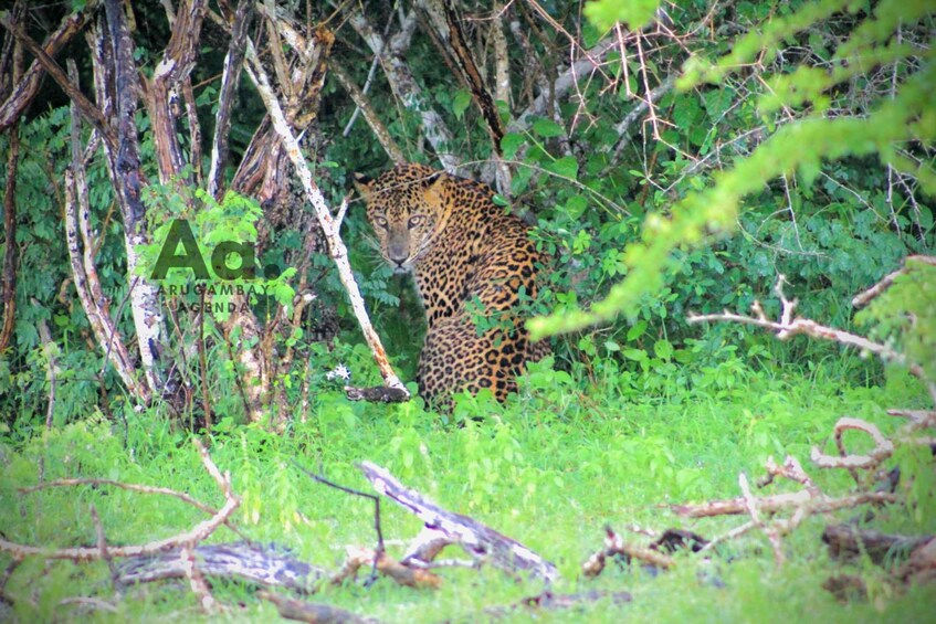 Picture 4 for Activity Half-Day Wild Safari in Kumana National Park