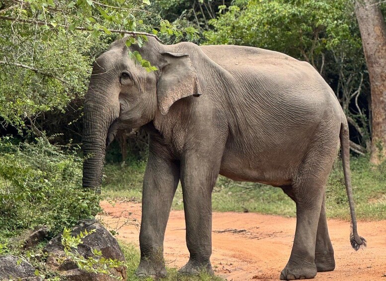 Picture 6 for Activity Kumana National Park : Private Half-Day Jeep Safari
