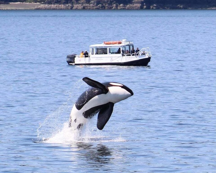 Lopez Island: Whale & Orca Boat Tour