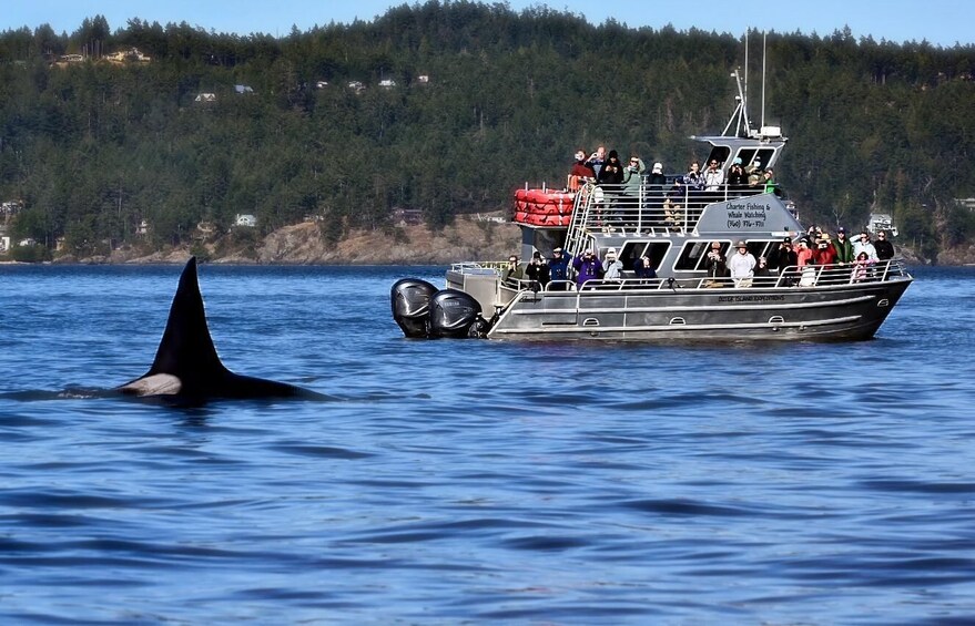 Picture 4 for Activity Lopez Island: Whale & Orca Boat Tour