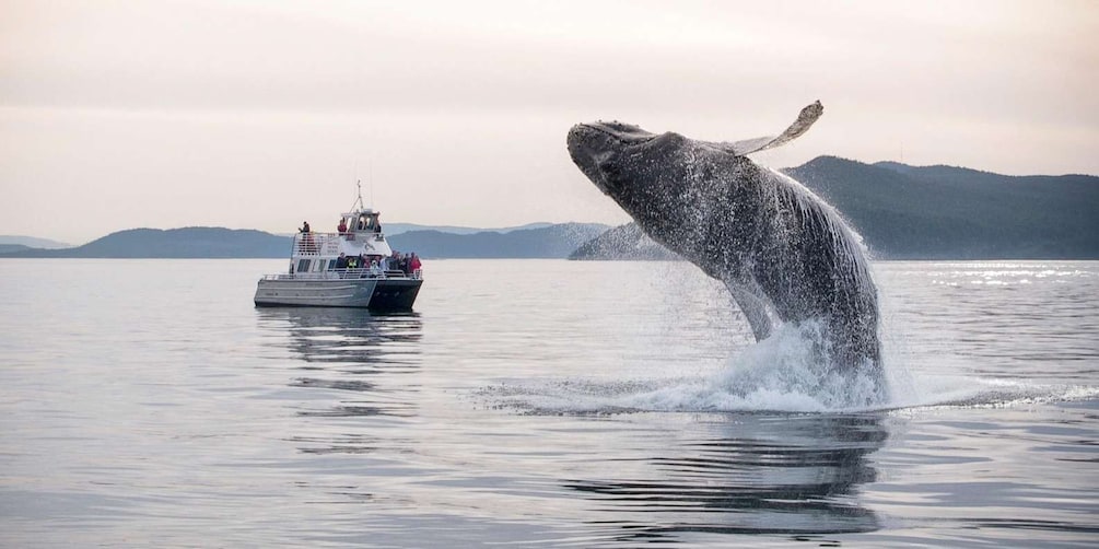 Picture 1 for Activity Lopez Island: Whale & Orca Boat Tour