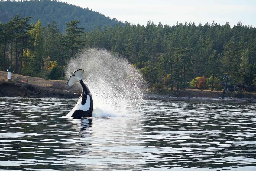 Picture 3 for Activity Lopez Island: Whale & Orca Boat Tour