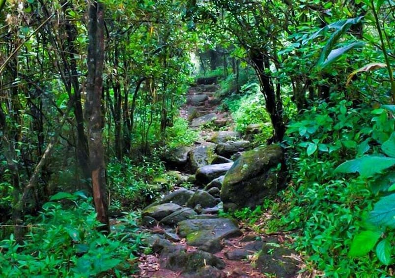 Picture 4 for Activity Kandy to Knuckles: Overnight Trekking & Hiking Adventure