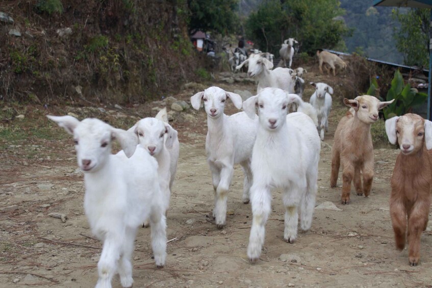 Picture 13 for Activity 1 Night 2 days Poon hill trek from pokhara