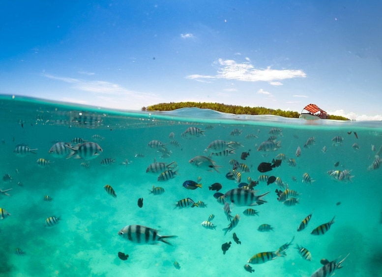 Picture 8 for Activity Zanzibar Dolphin tour & Snorkeling at Mnemba reef