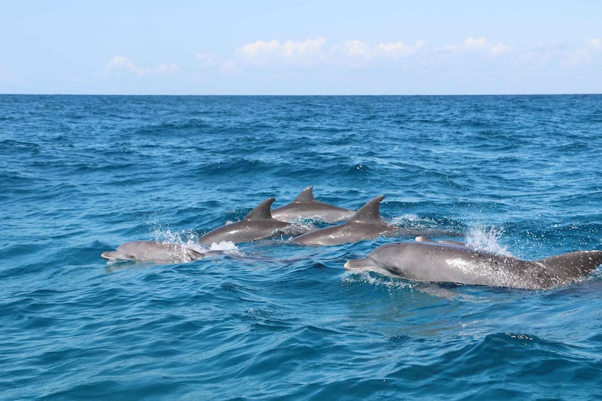 Picture 1 for Activity Zanzibar Dolphin tour & Snorkeling at Mnemba reef