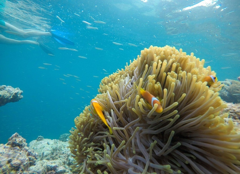 Picture 7 for Activity Zanzibar Dolphin tour & Snorkeling at Mnemba reef