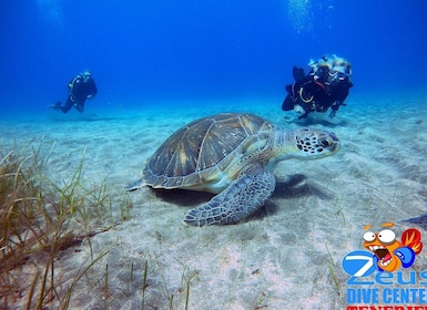 Gran Canaria Scuba Diving for Certified Divers